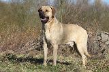 MATIN BELGE - BELGIAN MASTIFF